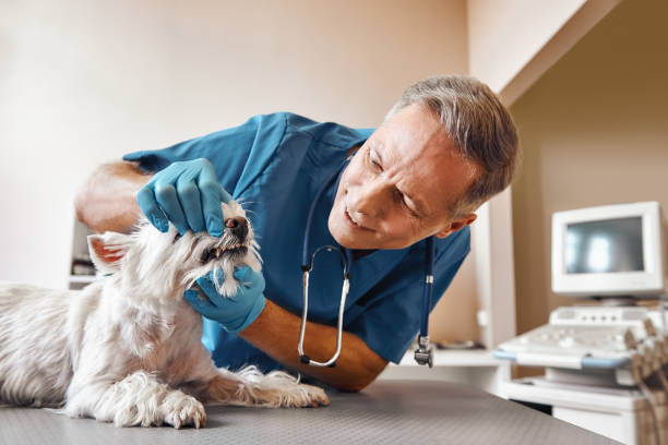 Best Walk-In Emergency Dentist in Roseland, OH